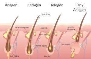 Lebenszyklus des Haarwuchses