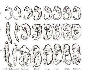 Embryos