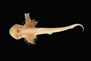 Embryo eines Schaufelnasen-Hammerhais