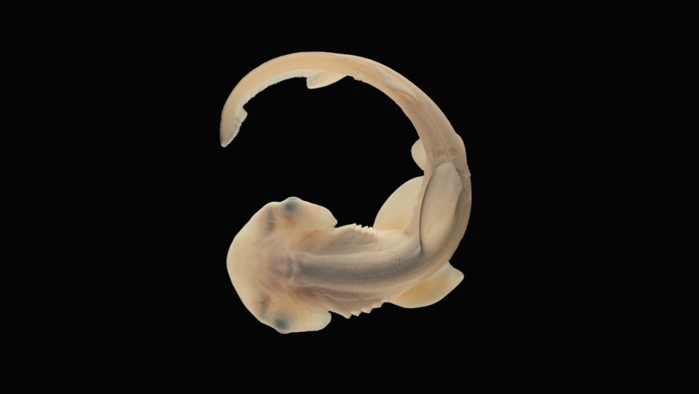 Embryo eines Schaufelnasen-Hammerhais