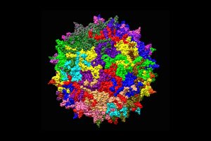Adeno-assoziertes Virus 2