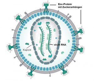 HI-Virus