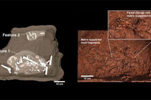 Knochen des Homo naledi