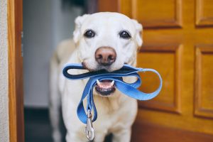 Labrador mit Hundeleine im Maul
