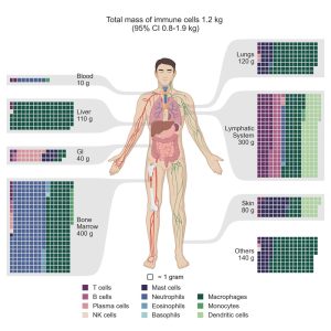 Darstellung der Verteilung der Immunzellen im menschlichen Körper