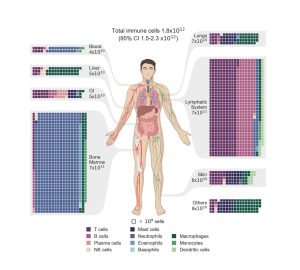 Darstellung der Verteilung der Immunzellen im menschlichen Körper