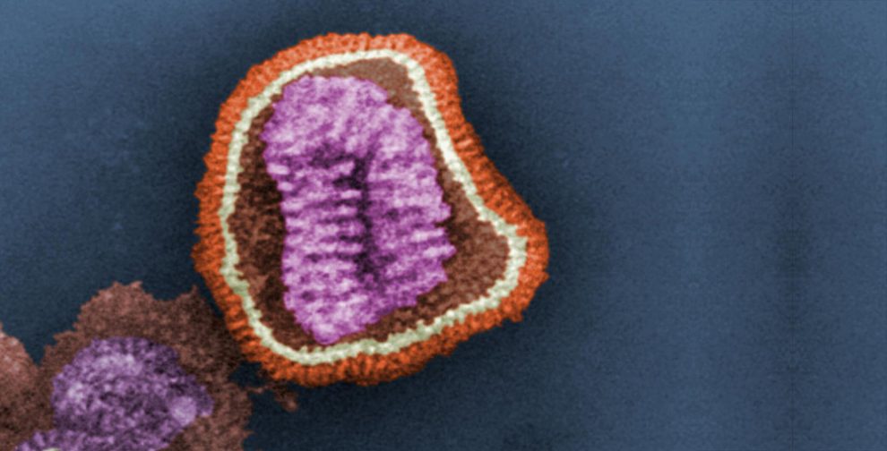 Influenzavirus