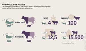 Insekten versus Rind und Co