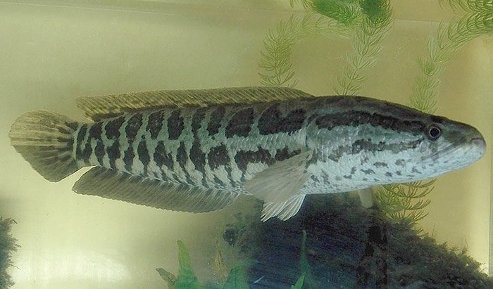 Argus-Schlangenkopffisch