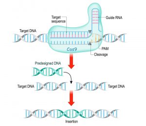 CRISPR/Cas9