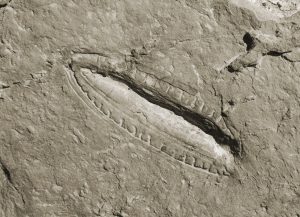 Kimberella-Fossil