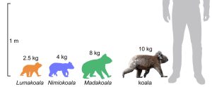 Größenvergleich Koalas