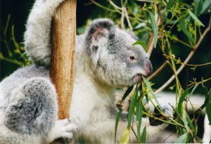 Fressender Koala