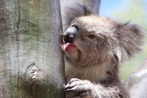 Trinkender Koala