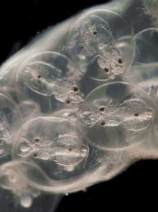 Tintenfisch-Embryos
