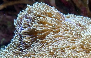 Korallenpolypen