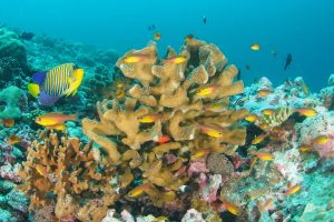 Korallenriff in den Seychellen