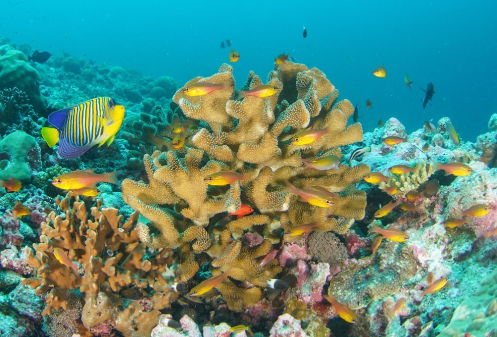 Korallenriff in den Seychellen