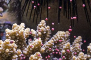 Korallenlaichen
