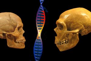 Neandertaler und Homo sapiens