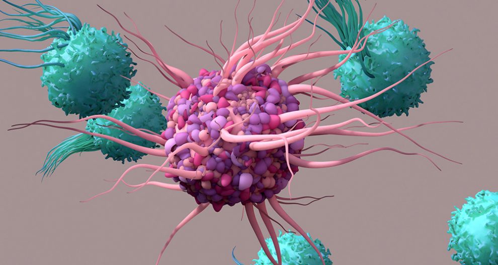 Immunzellen