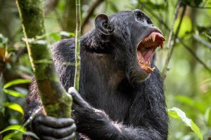 Schimpanse aggressiv