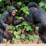 Schimpansen Kampf