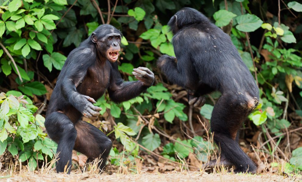 Schimpansen Kampf
