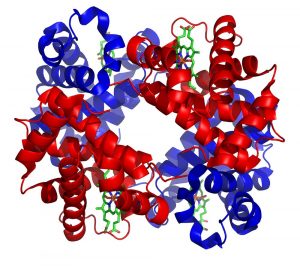 Hämoglobin