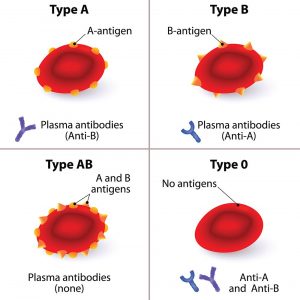 AB0-Blutgruppe
