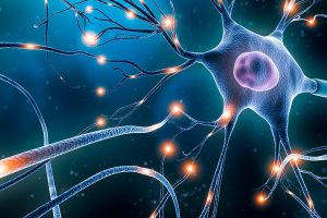 Neuronen