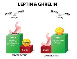Ghrelin und Leptin
