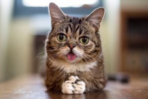 Katze Lil Bub