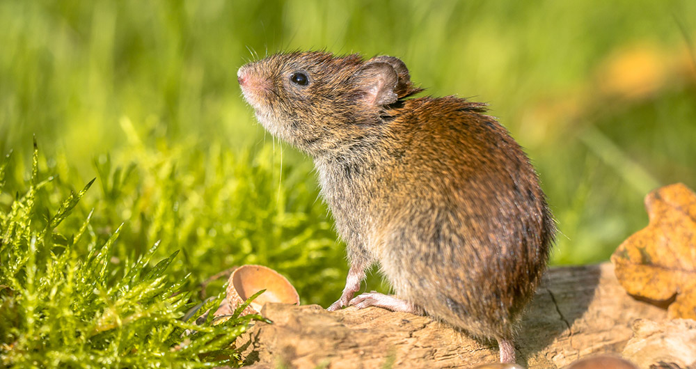 Nieuw coronavirus gedetecteerd bij muizen Het potentieel voor zoönotische coronavirusinfectie geïdentificeerd bij bankmuizen blijft onbekend