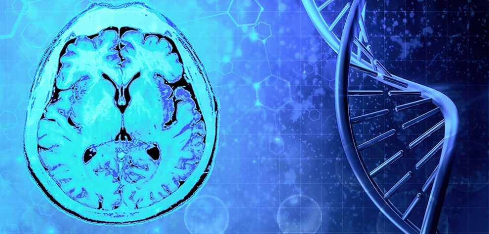 Gehirn und DNA