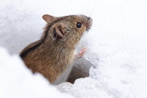 Maus im Schnee