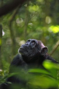 Schimpansen-Weibchen Leonora