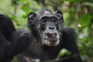 Schimpansen-Weibchen Ma Rainey