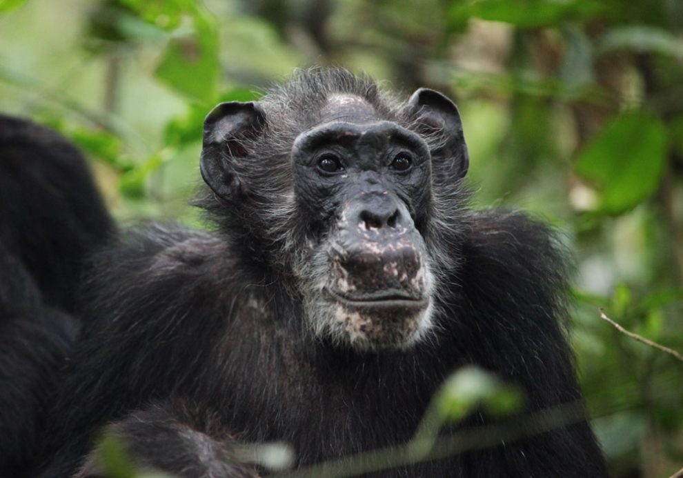 Schimpansen-Weibchen Ma Rainey