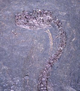 Schlangenfossil mit Luftröhre