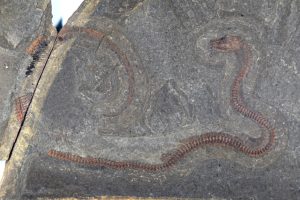 Fossile Schlange