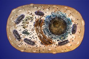 Mitochondrien in Zelle