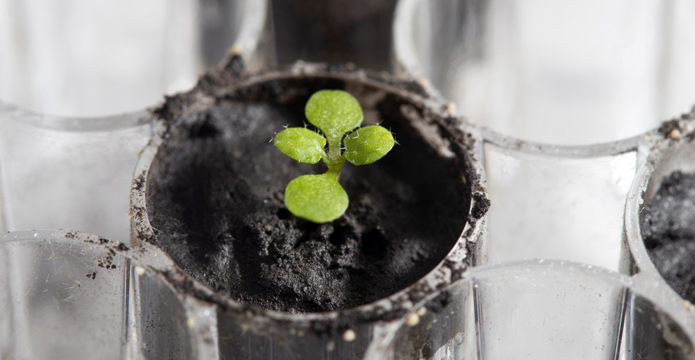 ¿Qué tan bien crecen las plantas en el polvo lunar?  – Primeras muestras de regolito lunar probadas de las misiones Apolo