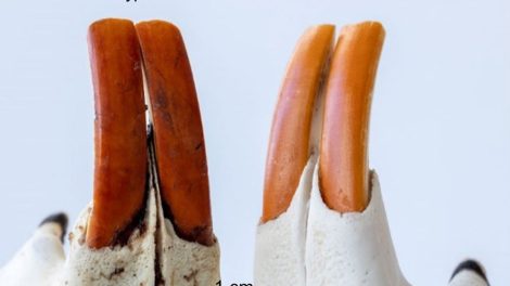 Schneidezähne-Paare von einem Nutria und einem Biber