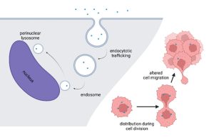 Nanoplastik in Zellen