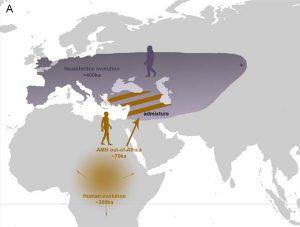 Neandertaler und Homo sapiens