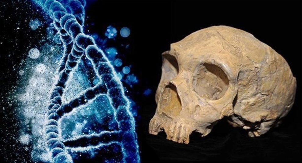 DNA und Neandertalerschädel