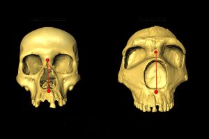 Homo sapiens und Neandertaler