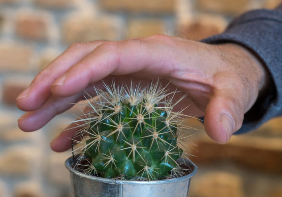 Kaktus und Hand