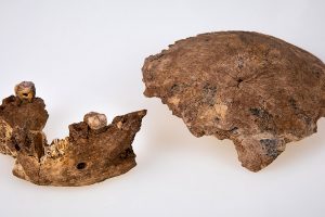 Nesher-Ramla-Fossilien